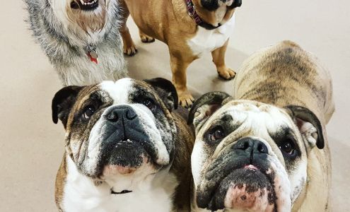 A Dog's World Torbay