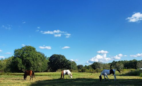 Twisted Oak Ranch Ludowici