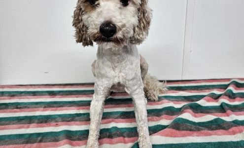 Jennifer's Pet Rescue