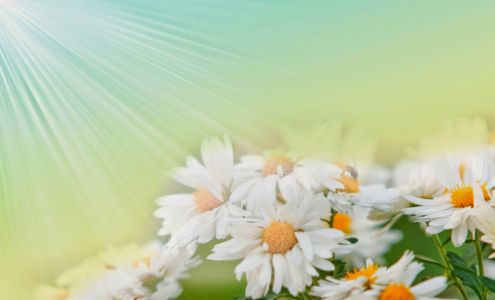 Ming Lai Florist Inc