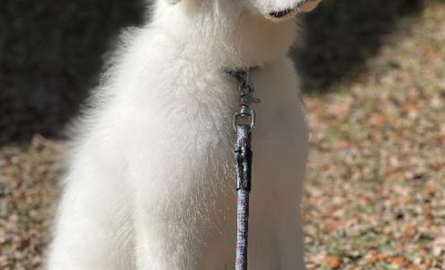 Leading Edge Kennels Williamson