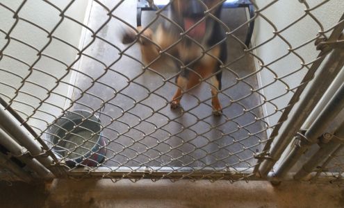 Sumter Humane Society