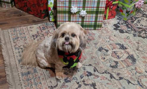 4 Pawz Grooming Spa and Boarding Leslie