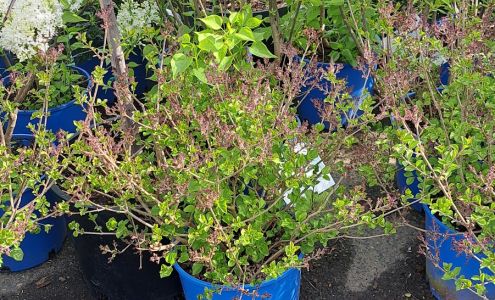 Triple Brook Nursery