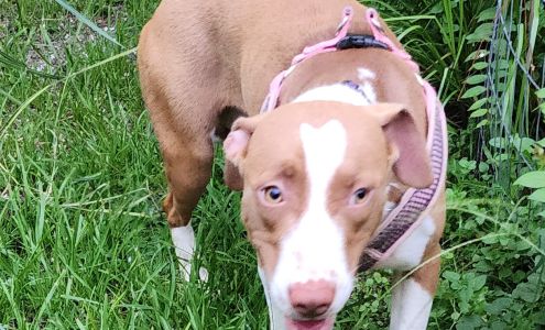 Cordele Animal Shelter