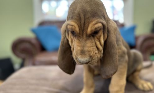 Rock Creek Bloodhounds