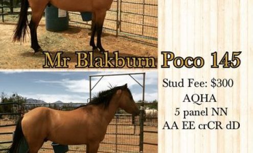 HM Painted Horses Vail