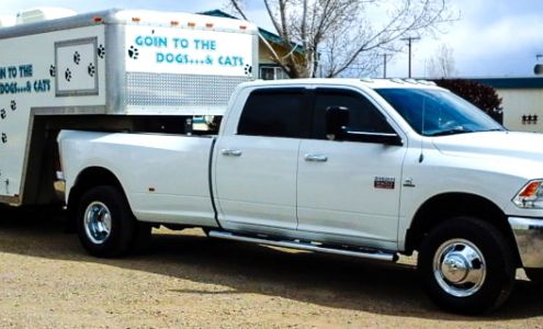 Go?in To The Dogs & Cats Paulden