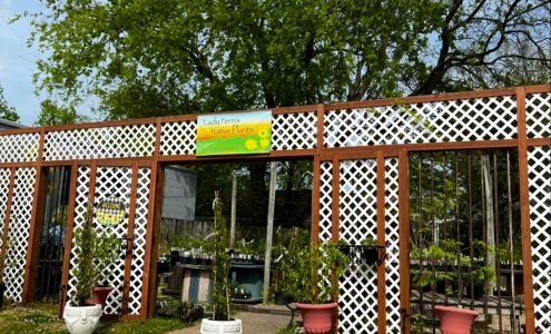 Lady Fern's Native Plants