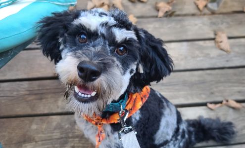 Pampered Pups Judsonia