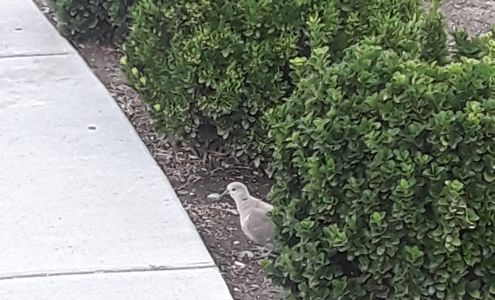 Miano Elementary School