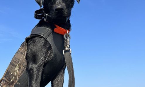 Crows Landing Country Kennels Crows Landing
