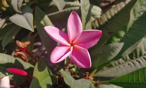 Magnolia Gardens Nursery