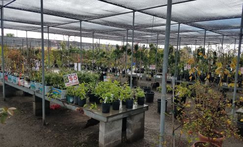 Mimosa Nursery