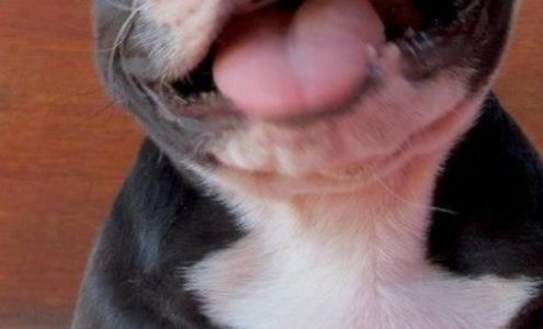 Paws Down Perfect Redwood Valley