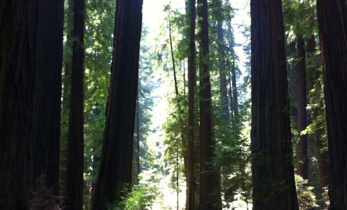 Hare In The Forest Brewing Potter Valley
