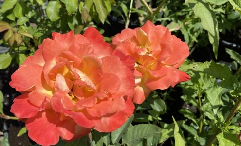 Country View Nursery