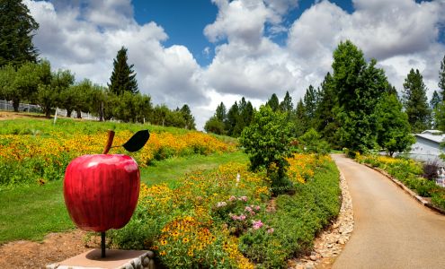 Bill?s Apples & Felice?s Dolls - Apple Hill #35 Camino