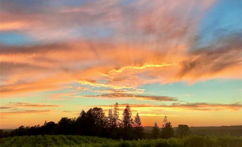 Conduit wine - divergent vine - Tag + Jug Cider Co at Gold Dust Vineyard Somerset