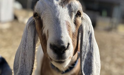 Boho Farm East Haddam