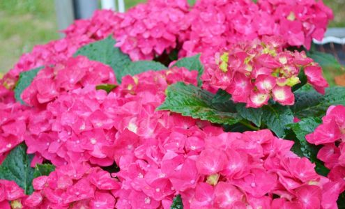 Cobia Clarke Nursery