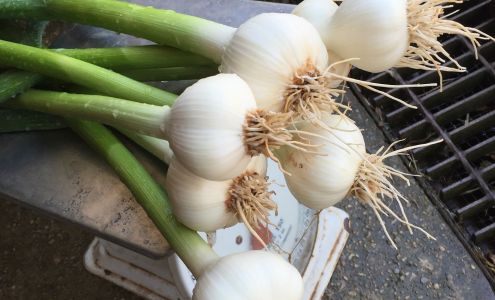Big Elk Garlic Farm Lincoln University