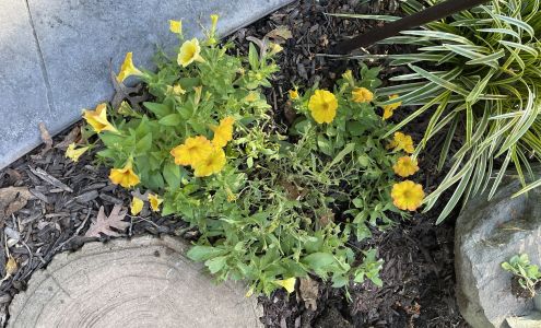 Valley View Perennial Growers Cochranville