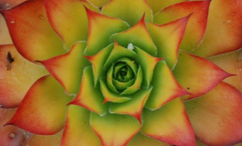 Peacock Horticultural Nursery (only open by appointment)