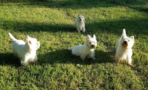 La Terra Dios Westies & Grooming