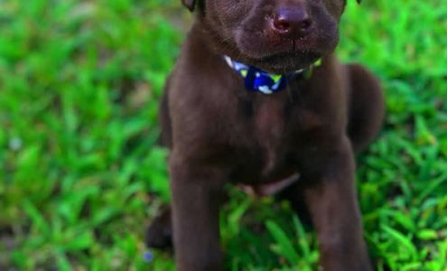 Alexis Mathews Photography Shelbiana