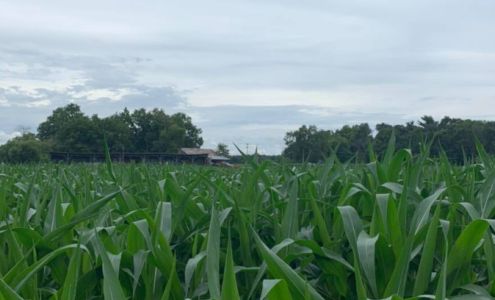 Deep Roots Produce Alto