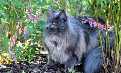 Belle Fleur Floral Design