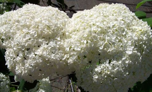 Paradise Lake Nursery