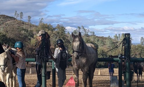 Equine Unlimited, Inc. Rescue