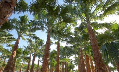 Beefy Tree Farms Inc