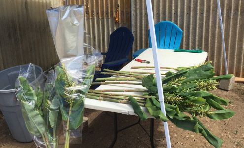 Cosgrove Cymbidium Co