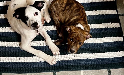 MAMCO Rescue (Moms and Mutts Colorado Rescue for Pregnant & Nursing Dogs