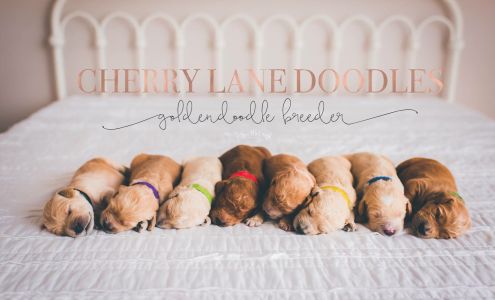 Cherry Lane Doodles Beecher