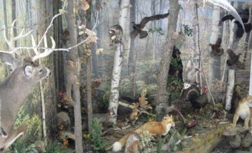 Realistic Taxidermy Lowell