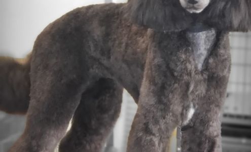 Pet Services Grooming Salon Salem