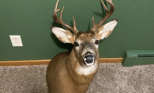 Back Country Taxidermy Salem