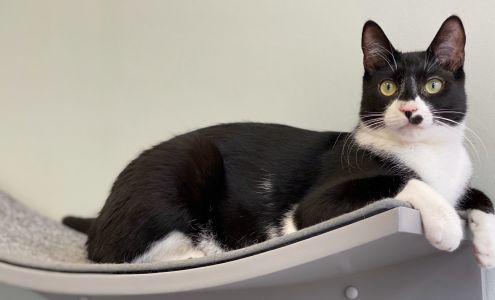 Cats in Bloom - Bloomsburg Cat Cafe’