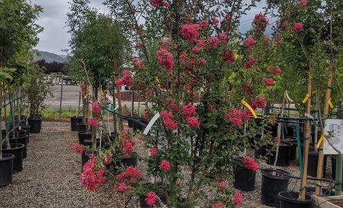 Prescott Valley Nursery