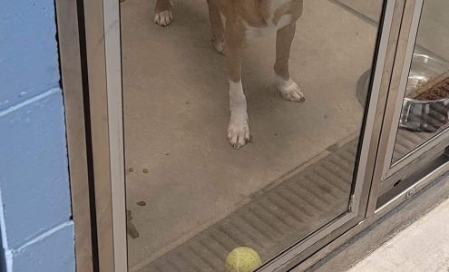 Fayetteville Animal Services