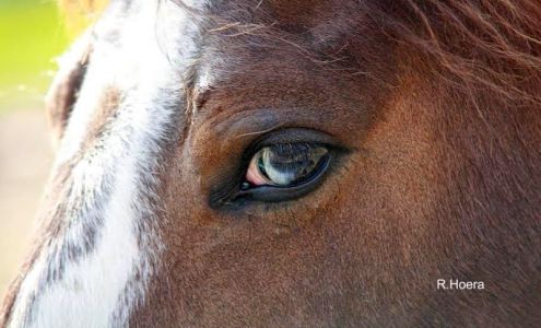 Healing Hands Equine BodyWork LLC Maple Park