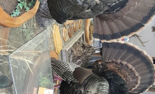 Little O's Taxidermy Shoppe Odin