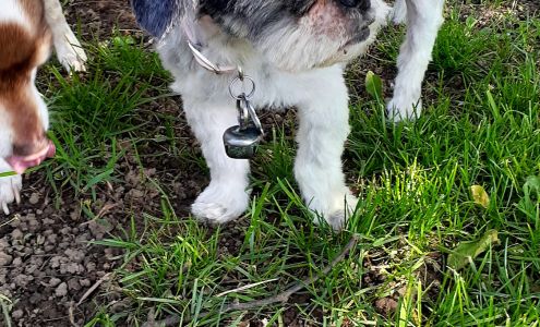 K 9 Cuts Greens Fork