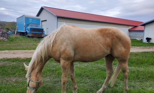 Peak Performance Horses Hebron