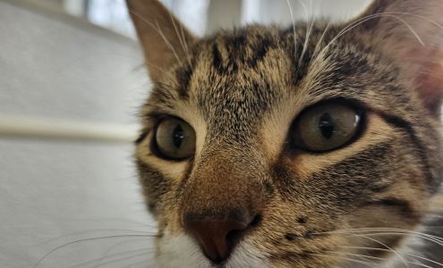 Fried's Cat Shelter Inc