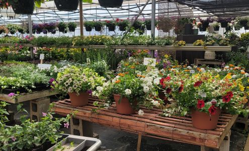 Bernacchi's Oak Valley Greenhouses